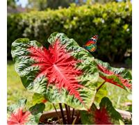 Maestose foglie a forma di orecchie di elefante/Enormi foglie a forma di orecchie di elefante/Riempie gli angoli ombrosi del giardino-15 pcs-I