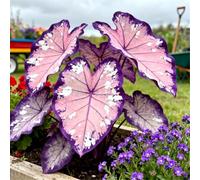 Maestose foglie a forma di orecchie di elefante/Enormi foglie a forma di orecchie di elefante/Riempie gli angoli ombrosi del giardino-10 pcs-G