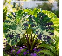 Maestose foglie a forma di orecchie di elefante/Enormi foglie a forma di orecchie di elefante/Riempie gli angoli ombrosi del giardino/Perenne resistente al freddo-8 pcs-I