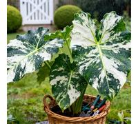 Maestose foglie a forma di orecchie di elefante/Enormi foglie a forma di orecchie di elefante/Riempie gli angoli ombrosi del giardino/Perenne resistente al freddo-5 pcs-B