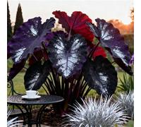 Maestose foglie a forma di orecchie di elefante/Enormi foglie a forma di orecchie di elefante/Riempie gli angoli ombrosi del giardino/Perenne resistente al freddo-10 pcs-H