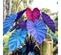 Maestose foglie a forma di orecchie di elefante/Enormi foglie a forma di orecchie di elefante/Riempie gli angoli ombrosi del giardino-8 pcs-H