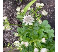 maestra balcone, perenne resistenti semi da ufficio giardino rocce decorative giardino decorazioni per esterni semi 120pcs