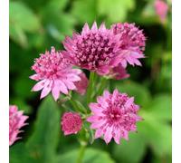 maestra resistenti del balcone, perenne resistenti tagliati di giardino semi perenni ufficio 200pcs giardino decorativo