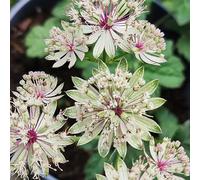 maestra semi di perenne perenne resistenti giardino di interni giardino balcone balcone, decorazioni resistenti per 500pcs