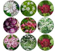 maestra tagliati interni esotici semi di giardino interni giardino del balcone perenne balcone, perenne resistenti ufficio 400pcs