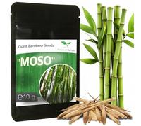 Magic of Nature: Semi di Bambù Gigante (350 pz. - 10 gr.) | Ideale come Frangivento e Protezione Visiva per il Giardino