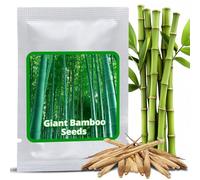 Magic of Nature Semi di Bambù Gigante (60 pz.) - Ideale come Frangivento e Protezione Visiva per il Giardino