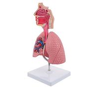 MAGICLULU 1 Pz Modello Polmonare Didattico per Insegnamento Della Fisiologia e Anatomia Strumento per Scuole e Istituti Utile per Laboratori e Studenti