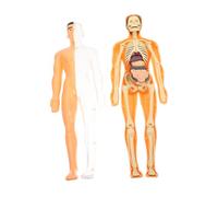 MAGICLULU 1 Set Di Anatomia Dello Scheletro Umano Per Ragazzi Modello Anatomico Anatomia Umana E Fisiologia Anatomia Puzzle Parti Puzzle Strumento Didattico Per La Prima Infanzia Modello