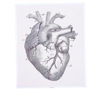 MAGICLULU 1pezzi Cuore Anatomico Tabella Didattica Organi Umani Decorazione Ciondolo Struttura Cuore Uso Scuola Laboratorio Aula