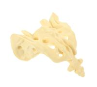 MAGICLULU 1Pezzi Modello Osso Sacro Educazione Medica Portatile e Resistente per Professionisti Anatomia Dettagliata Del Sacro Facile Trasportare