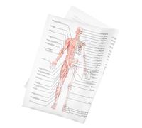 MAGICLULU 1pezzi Poster Anatomia Muscolare Didattica Scheletro Muscoli Dipinto Struttura Corpo Per Laboratori Scuole Aule