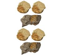 MAGICLULU 2 Set Kit Educativo Trilobiti Statua Con Coda Trilobite Per Decorazione E Insegnamento Modello Didattico Per Collezionisti E Amanti Della Paleontologia 3 Pezzi*2