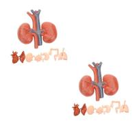 MAGICLULU 2 Set Modello Umani Per Insegnamento Didattici Compatti E Leggeri Facile Da Trasportare E Struttura Per Comprendere Corpo 8 Pezzi*2