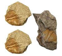 MAGICLULU 3 Pezzi Esemplare Fossile di Trilobite per Decorazione e Collezione, Realistico e Ben Rifinito, Materiale Fossile, per Soggiorno e Camera da Letto