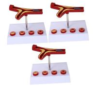 MAGICLULU 3 Pezzi Modello Cardiovascolare Strumento Didattico per Anatomia Dettagli Realistici e Morfologia per Studenti e Ospedali Educativo e Pratico