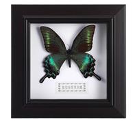 MAGICLULU Cornice da Appendere alla Parete Campione di Farfalla Esemplare Cornice Espositiva Creativa per Decorazione Domestica e Ufficio Modello Versatile per Arredamento e Regalo di