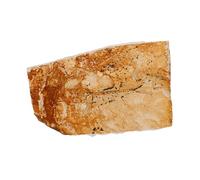 MAGICLULU Esemplare Paleontologico Fossile Decorazione Marina Per Insegnamento e Collezione Unico Per Naturali