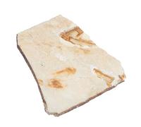MAGICLULU Fossile di per Didattica Paleontologica Decorazione da Tavolo Scientifico Esemplare di Fossilizzato per Studio e Collezione