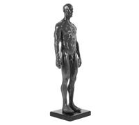MAGICLULU Modello Anatomico Del Corpo Maschile Strumento Didattico Dei Muscoli Maschili Scultura Dipinta Al Computer Per Studio e Visualizzazione