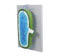 MAGICLULU Modello Anatomico Ingrandito con per Insegnamento Scientifico Kit Didattico Interattivo per Studenti e Laboratori Educativi