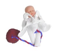 MAGICLULU Modello Bacino Femminile Realistico con Cordone Ombelicale e Placenta per Simulazione Parto Strumento Didattico per Preparazione Prenatale Ostetriche