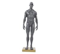 MAGICLULU Modello dei del Corpo 30Cm Modello Didattico Anatomia Maschile Figura Portatile Dettagli Muscolari Mini