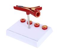 MAGICLULU Modello Del Cardiovascolare Modello Didattico Del Cuore e Vasi Sanguigni Strumento per Scuole e Laboratori Dettagli Realistici per Esperienze Visive