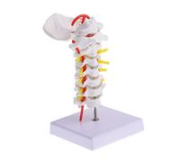 MAGICLULU Modello della Cervicale Design Portatile e Dettagli Anatomici per Insegnamento e Dimostrazione Medica