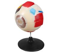 MAGICLULU Modello Di Anatomia Dell'occhio Umano Modello Di Bulbo Oculare Anatomico Modello Di Visualizzazione Del Bulbo Oculare Modello Anatomico Dell'occhio Umano Modello Di Occhio Plastica