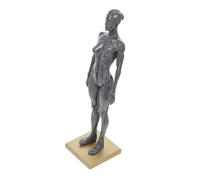 MAGICLULU Modello Femminile Dettagliata Della Struttura Muscolare e Scheletrica per Insegnamento Anatomia Colore Casuale