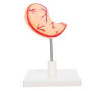 MAGICLULU Modello Stomaco Anatomico Dettagliato Facile da Montare e Smontare Strumento Didattico Body Anatomy per Scuole Mediche
