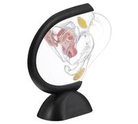 MAGICLULU Modello Trasparente Organo Riproduttivo Femminile per Insegnamento Struttura Della Cavità Uterina Strumento Didattico per Medici e Studenti Compatibile per Uso Ospedali e Scuole