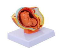 MAGICLULU Modello Uterino Femminile a Termine Modello Didattico Nove Mesi per Esposizione e Insegnamento