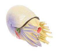 MAGICLULU Nautilus per Educativo Forma Nautilus per Decorazione Desktop e Unico per Amanti Della Natura e Oceano