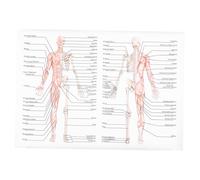 MAGICLULU Poster Anatomia 50x70 Cm Didattica Scheletrica e Muscolare Per Scuole e Laboratori Su Morbido e Resistente
