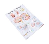 MAGICLULU Poster Anatomico su Chiara Materiale Canvas Resistente per Scuole Ospedali e Laboratori Supporto Didattico per Anatomia