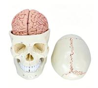 MagiDeal Anatomica Cranio Umano Modello Cranio Cervello Supporto per Insegnamento in PVC con Sezioni Cervello Visibili Adatta a Studenti Università Formazione Sanitaria