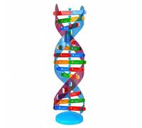 MagiDeal Modello Educativo Modello Scienza Struttura Genetica Doppia con Struttura Intrecciata Traslucida E Manuale Incluso Adatto per Lezioni in Aula Studio Individuale Discussioni Guidate