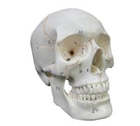 MagiDeal Testa Anatomica Umana Modello Cranico Modello Fisiologico Modello Didattico Modello Strutturale in PVC con Profili Ossei Modellati E Linee Visibili, style to 3