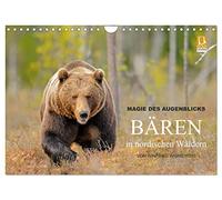 Magie des Augenblicks - Bären in nordischen Wäldern (Wandkalender 2026 DIN A4 quer), CALVENDO Monatskalender: Eindrucksvolle Bildern von den ... fotografiert von Winfried Wisniewski