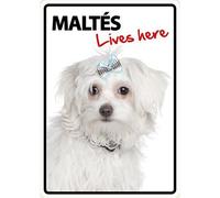 Magnet & Steel 23 - 7828 Segnale A5 Maltese Lives Here 14.8 x 21 cm