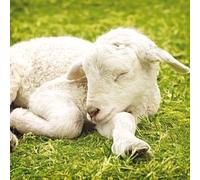 Magnet & Steel 5702 agnello in erba biglietto d' auguri