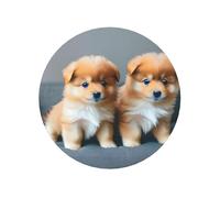 Magneti da frigorifero con stampa di cuccioli di Pomerania e punto 1, resistenti, per cucina, lavagna, ufficio, armadietto