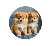 Magneti da frigorifero con stampa di cuccioli di Pomerania, resistenti, per cucina, lavagna, ufficio, armadietto