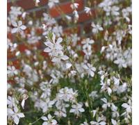 magnifiche semi resistenti vela, balcone resistenti del balcone semi decorazione 100pcs