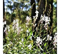 magnifiche semi resistenti vela, copertura del suolo, resistente perenne, semi giardino decorazione resistente per 70pcs