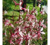 magnifiche semi resistenti vela, semi Le sono resistenti decorazione balcone giardino balcone 10pcs