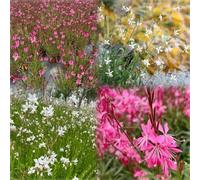 Magnifici semi di candela - Gaura lindheimeri - del resistenti per il giardino da balcone semi biologici 150pcs